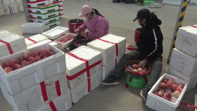 閆各莊鎮(zhèn)葡萄產(chǎn)業(yè)“甜蜜升級”：新品種+新技術(shù)撬動大市場(圖6)